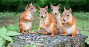 What Is a Group of Squirrels Called? Picture