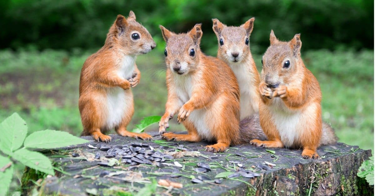 squirrels sitting on a rock
