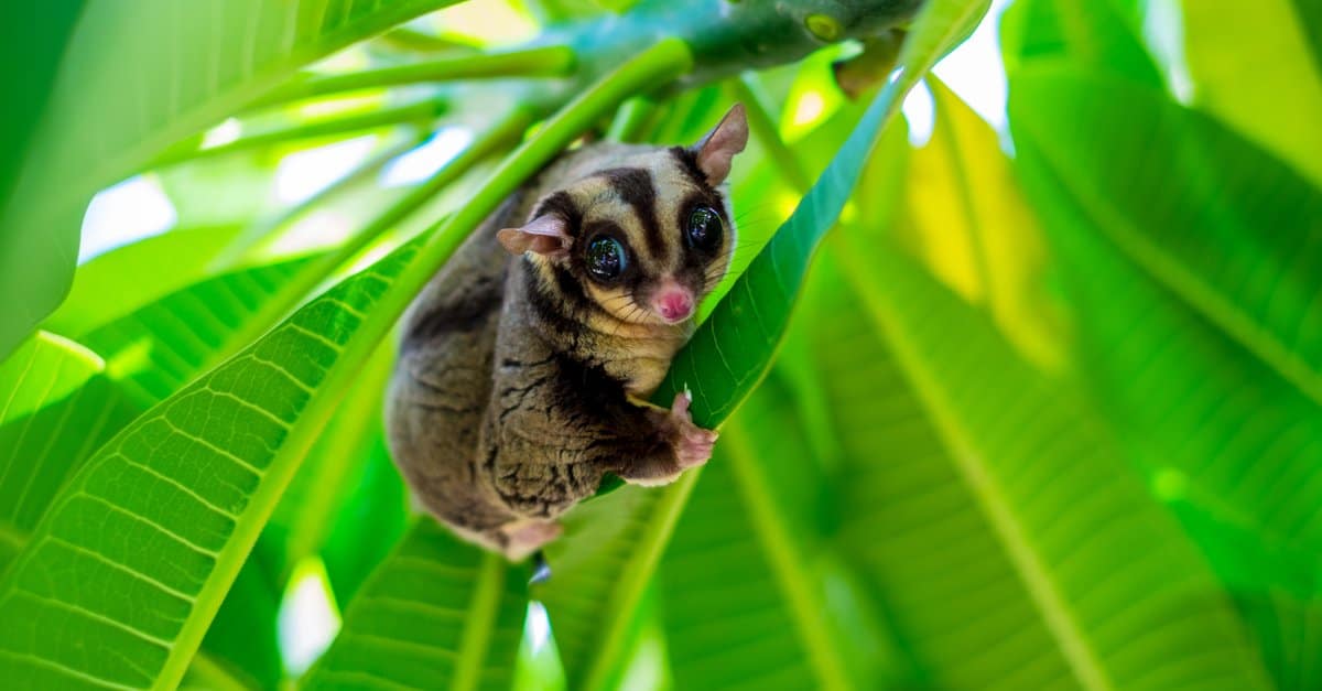 all about sugar gliders