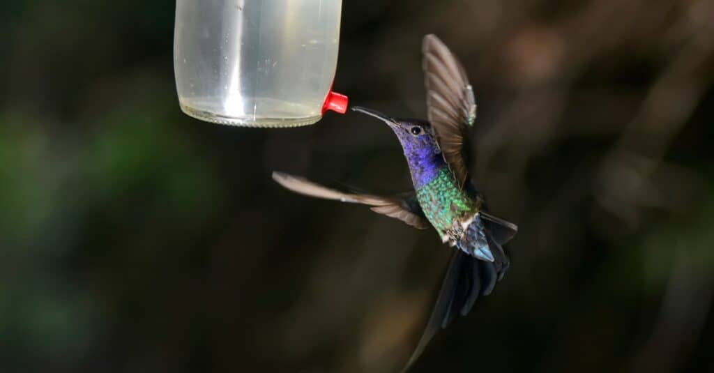 Largest hummingbird - Swallow-tailed hummingbird