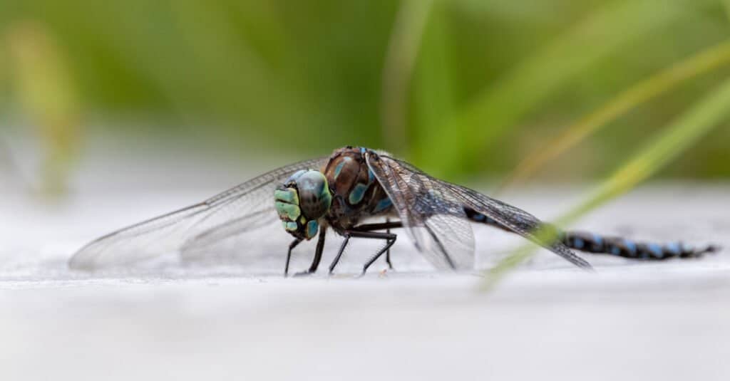 Largest dragonflies - swamp darner