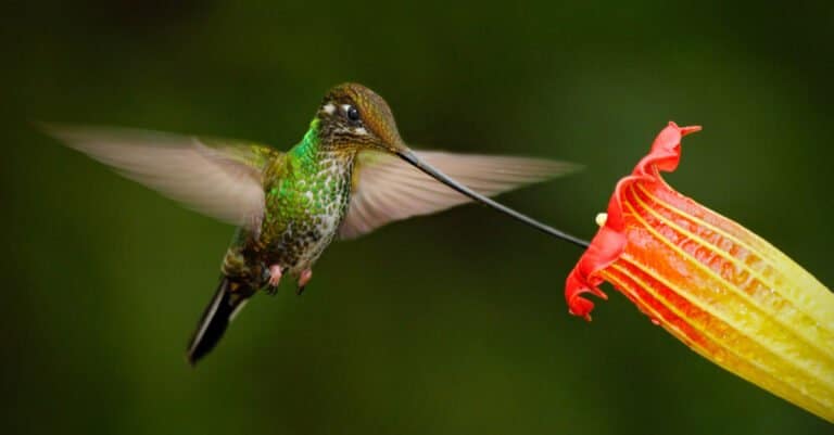 Largest hummingbirds - Sword-Billed Hummingbird