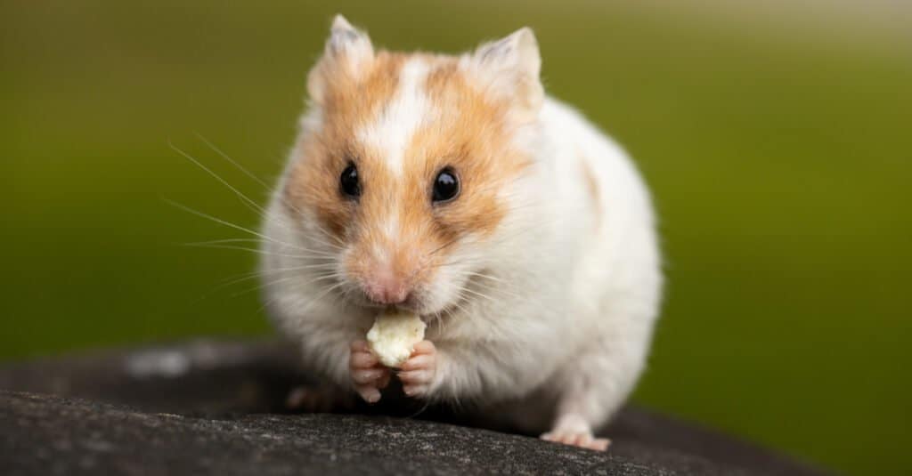 Teddy Bear Hamster Animal Facts  Mesocricetus auratus - A-Z Animals