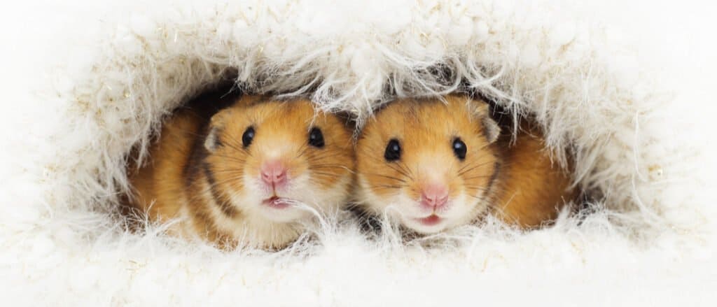 teddy bear hamsters in cozy hole