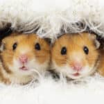 Golden Syrian hamster
