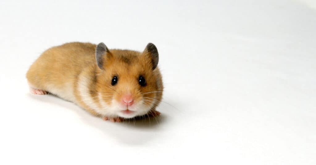 isolated teddy bear hamster
