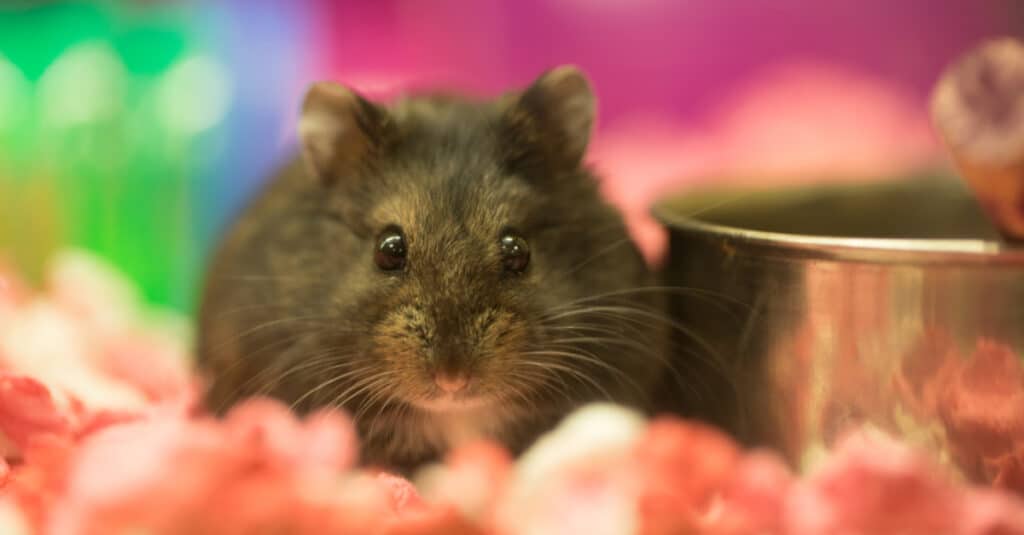 brown teddy bear hamster in cage