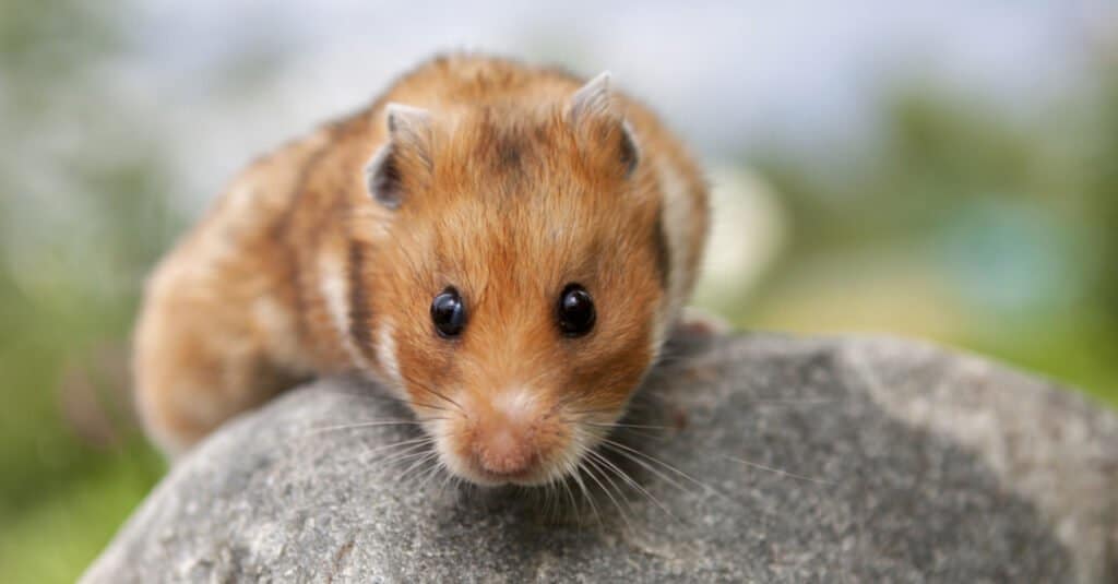 teddy bear hamster on a rock