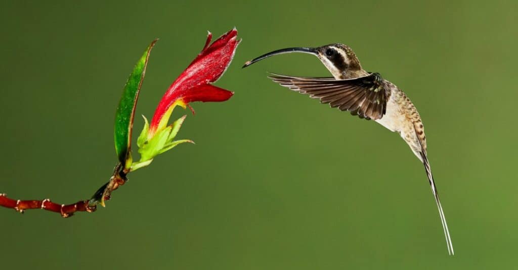 Largest hummingbirds - Long-billed hermit