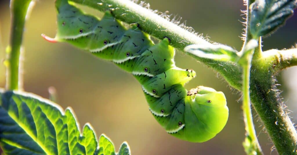 Largest caterpillars - Tobacco Hornworm 