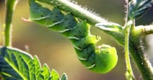 What Do Hornworms Eat? They’re Nuts About Nightshades Picture