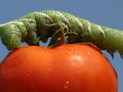 download tomato horned caterpillar