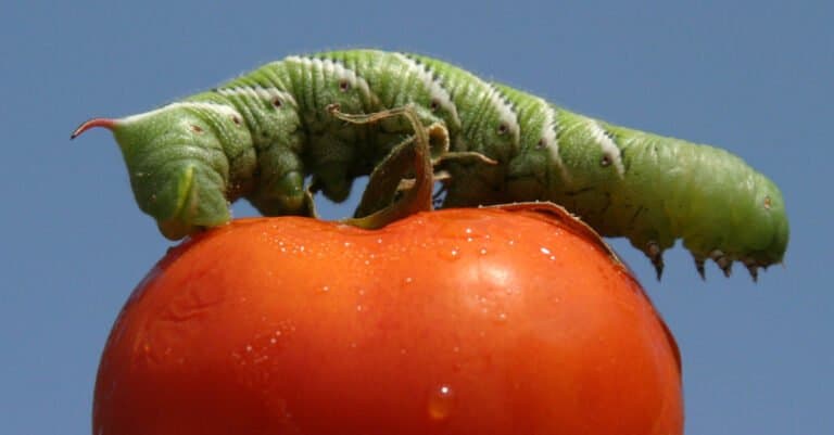 Largest caterpillars - tomato hornworm