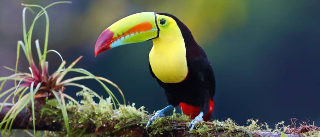 colorful toucan on branch