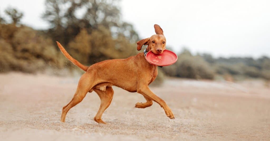 vizsla playing frisbee on the beach