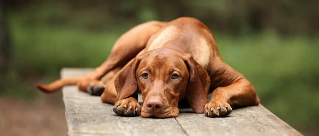 vizsla laying on a table