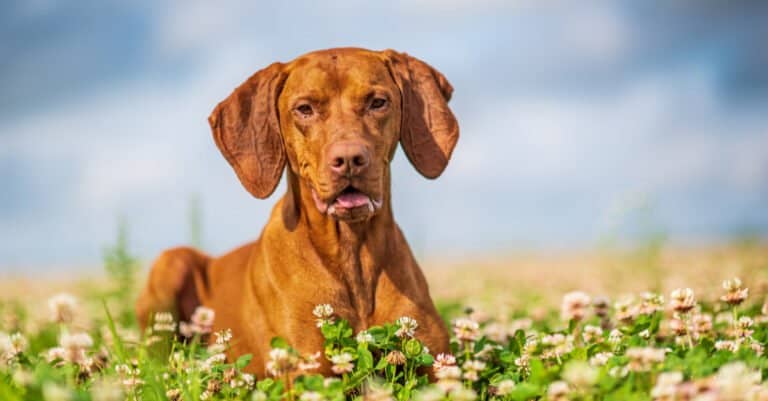 vizsla laying in the flowers