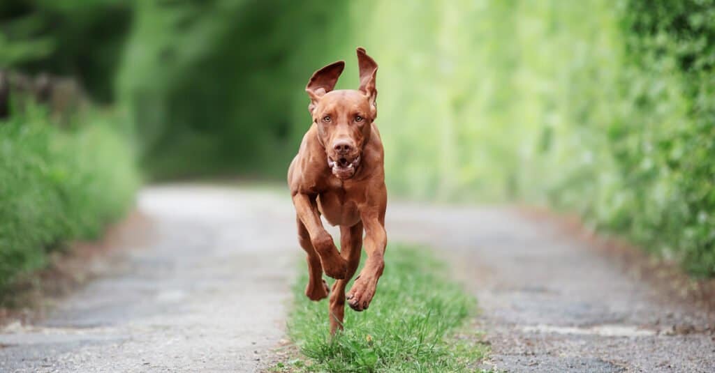 vizsla running down a path