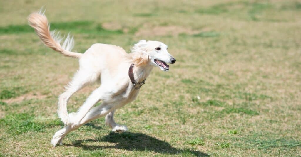 Oldest Dog Breeds - Saluki