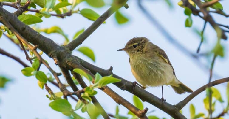 willow warbler on a tree branch