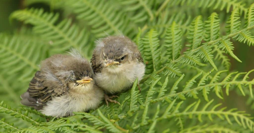 willow warbler fledglings in a tree