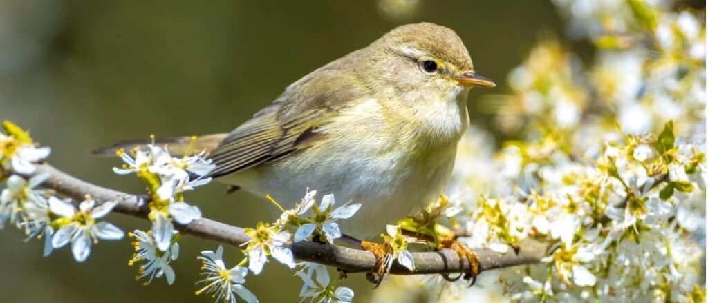 willow warbler with white and yellow flowers