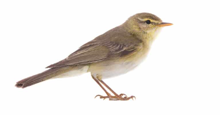 isolated willow warbler