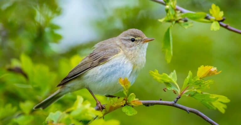 willow warbler perched on a branch