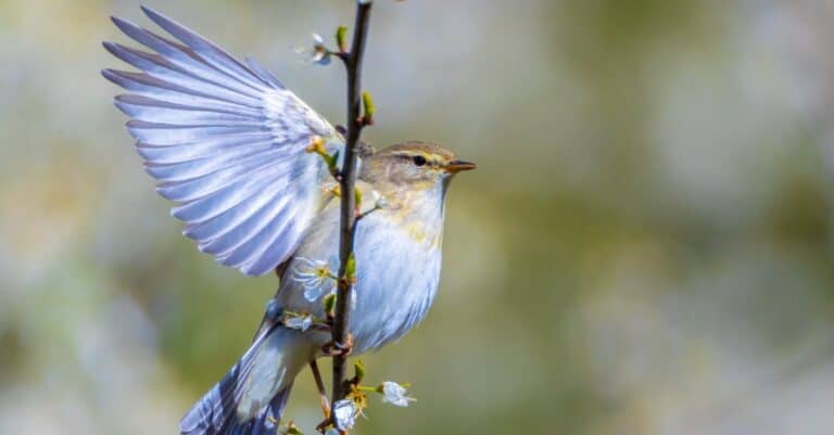 willow warbler with wings spread