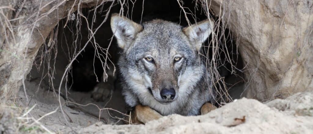wolf in a burrow