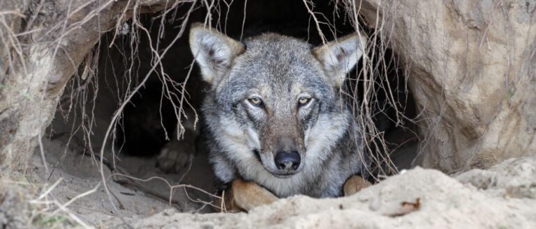 What Do Wolves Eat? - A-Z Animals