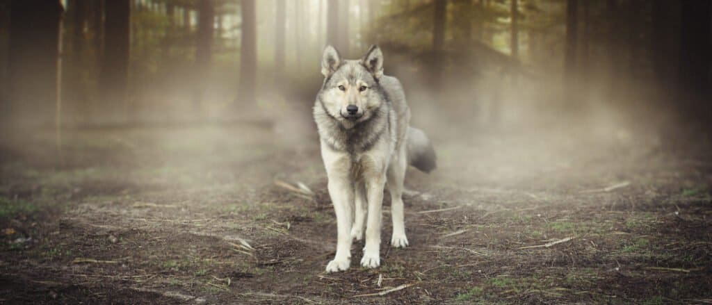 wolf standing in the woods