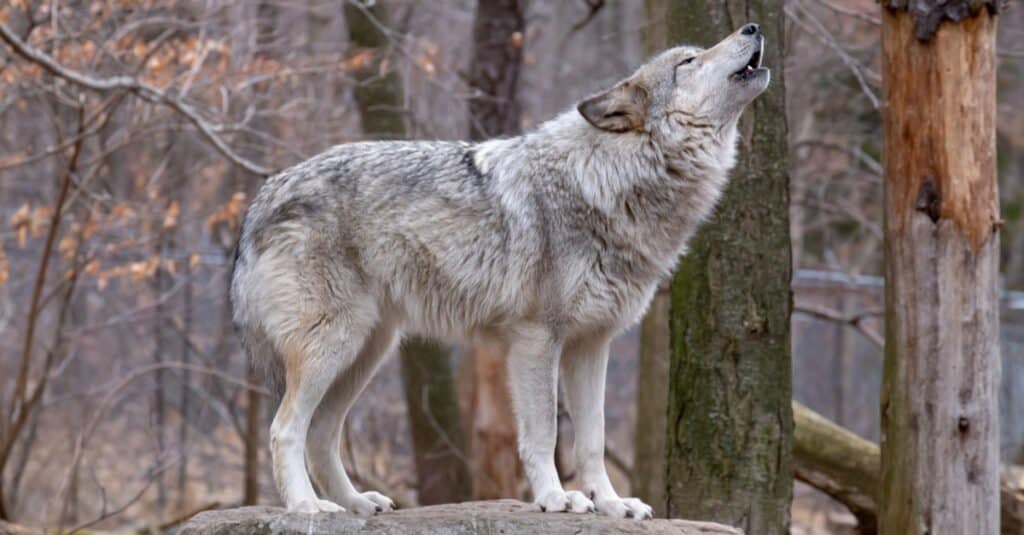 Wolf howling on a hilltop or rock