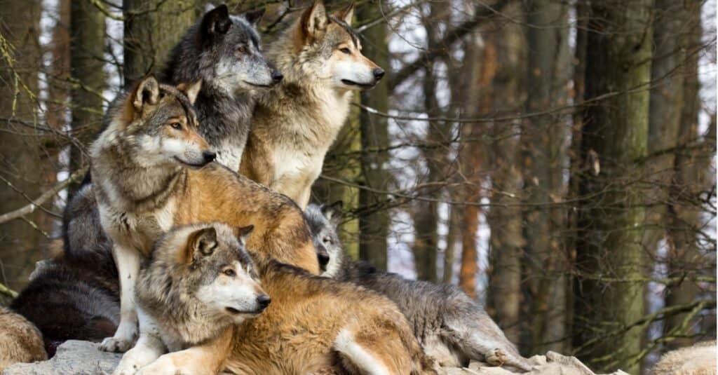 wolves in a pack in the woods