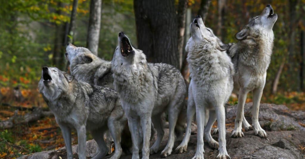 wolf pack howling in the woods
