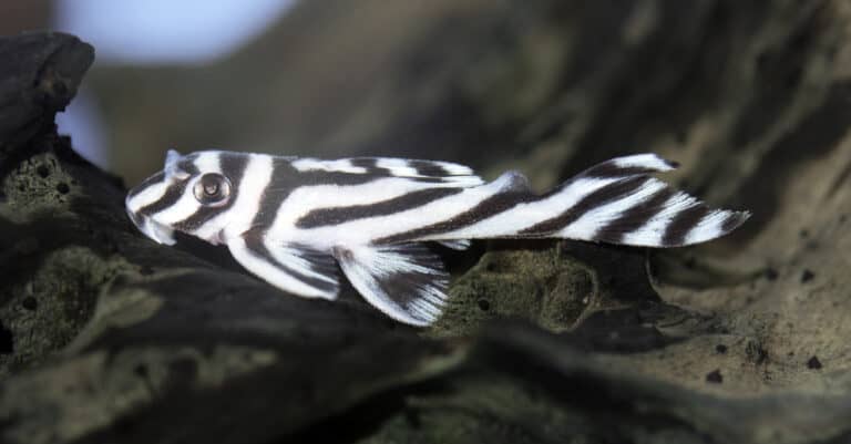 zebra pleco swimming