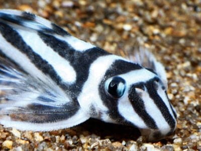 A Zebra Pleco