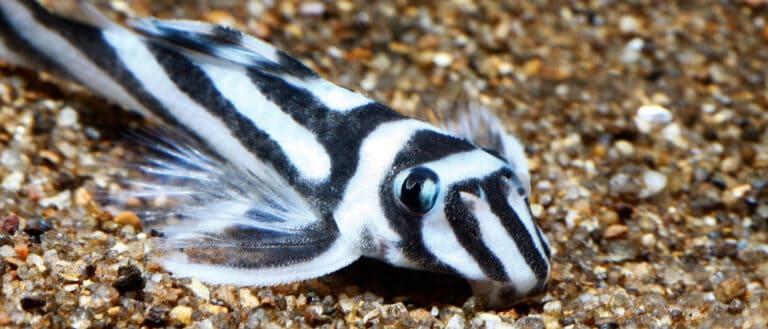 zebra pleco low in water