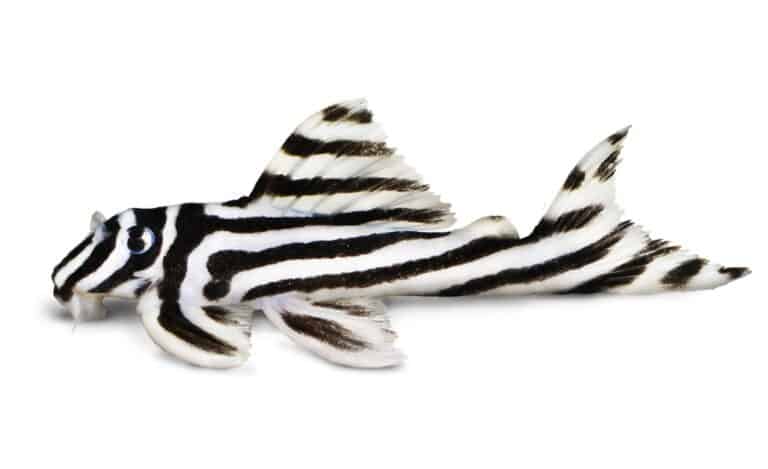 zebra pleco isolated