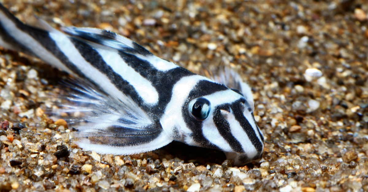 View Zebra Pleco Article. zebra pleco resting on the bottom of the ocean. 