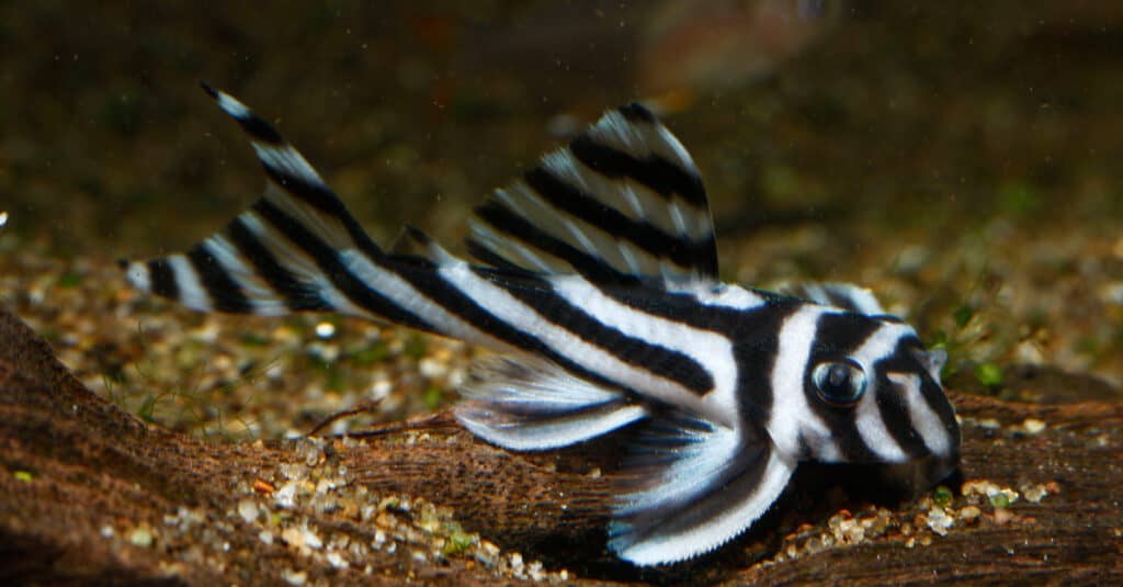 zebra pleco swimming