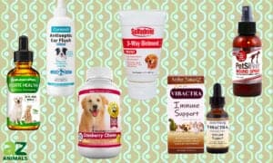 Antibiotics (and Alternatives) for Dogs: Reviewed Picture