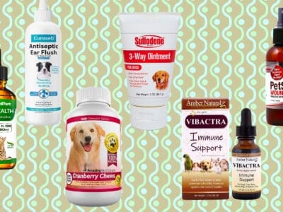 Antibiotiques (et leurs alternatives) pour les chiens: magazine de presse