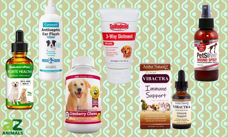 Antibiotics for Dogs
