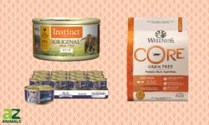 High-Calorie Cat Food: Ranked and Reviewed Picture