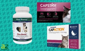 Best Flea Pills for Cats: Updated Picture