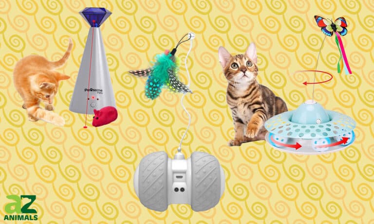 Best Cat Toys