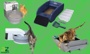 Self-Cleaning Litter Boxes: Ranked and Rated Picture