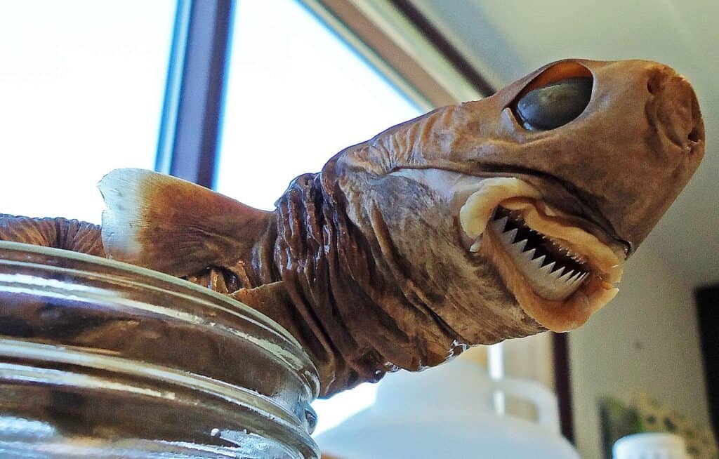 Cookiecutter Shark