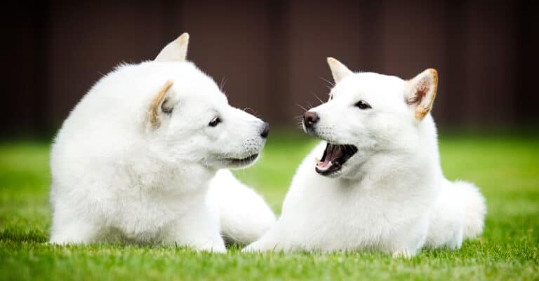 2 Hokkaido Dogs